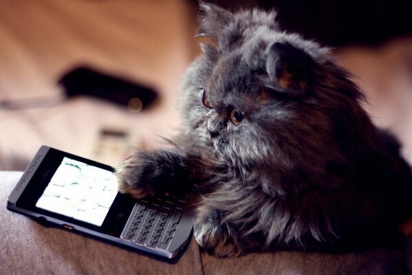 Пушистый кот играющий в телефон