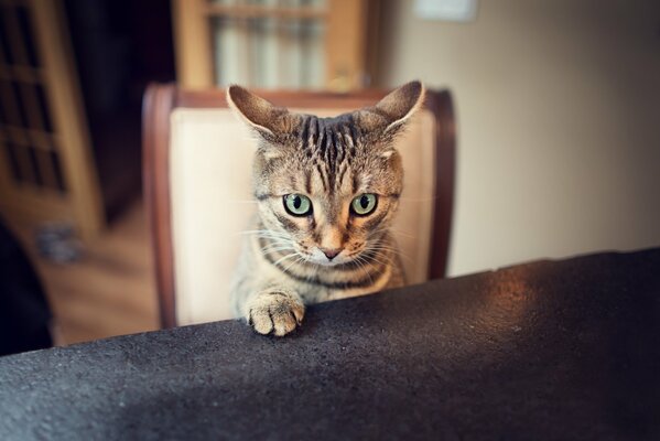 A scared cat is sitting at the table