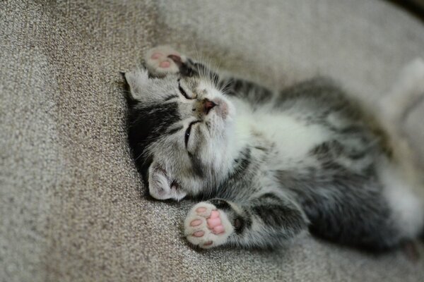 The kitten sleeps with its paws raised