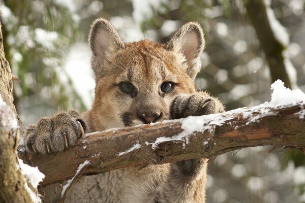 A young cougar is sitting on a tree