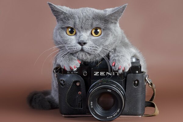 Le chat gris a mis ses pattes sur le Zénith