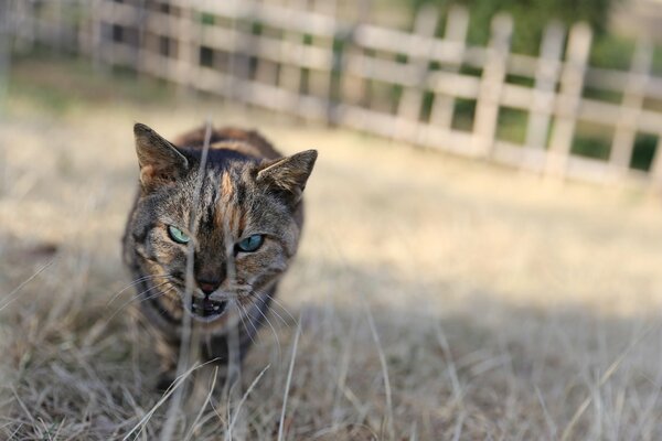 Gatto, occhi, sguardo di zlyuki