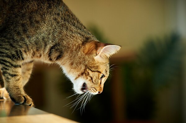 The cat is on the edge of the table. White whiskers and cat fangs