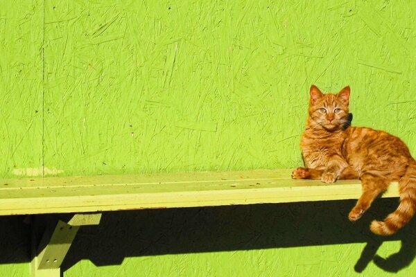 Chat roux sur fond de mur vert clair