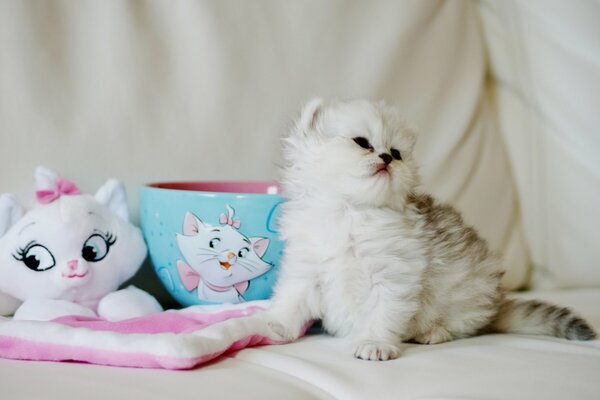 Pequeño gatito peludo sentado con juguetes