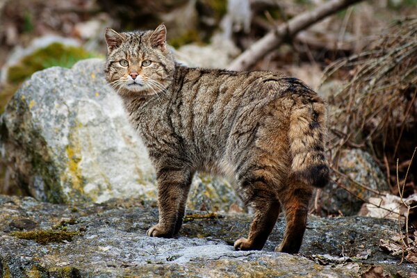 An adult cat is standing on the rocks among the branches. There is moss on the stones