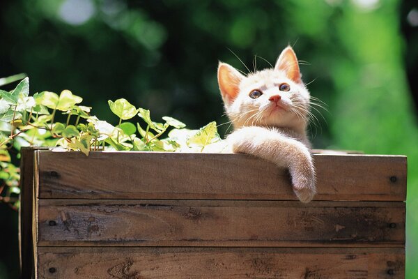 A red kitten in a box with green leaves