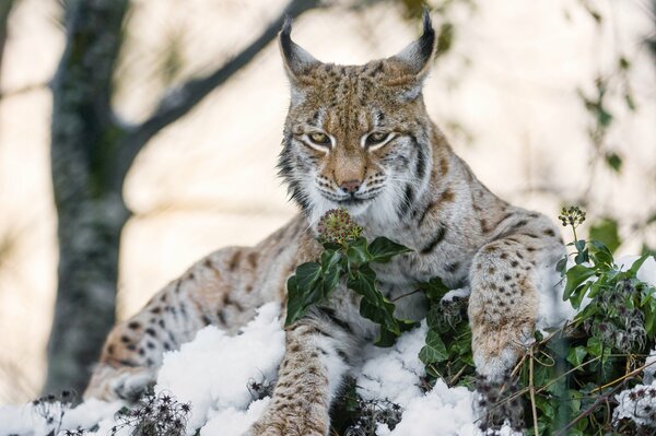 Schöner Luchs auf einer schneebedeckten Lichtung