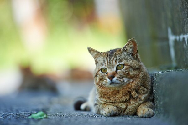 Eine Katze auf der Straße sitzt auf einer Stufe