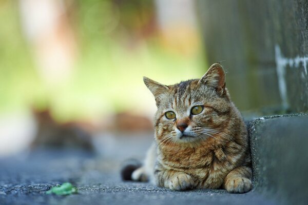 Gato en la calle sentado en un escalón