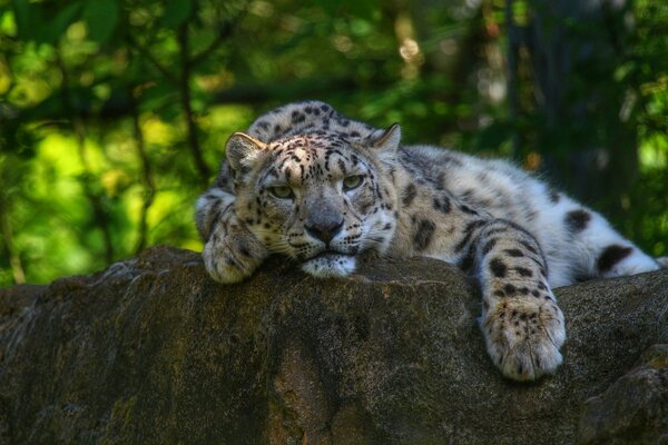 Leopardo delle nevi che riposa su una pietra