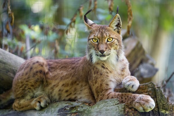 A lynx is lying on a tree in the forest