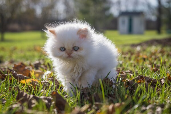 Beau chaton moelleux blanc sur une promenade