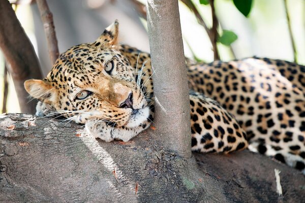 Leopardo depredador en un árbol