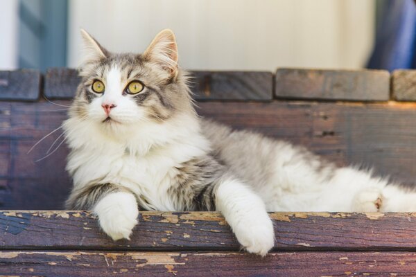 A beautiful cat sits on the powders and looks somewhere