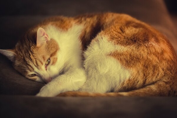 Chat blanc-rouge couché sur le lit