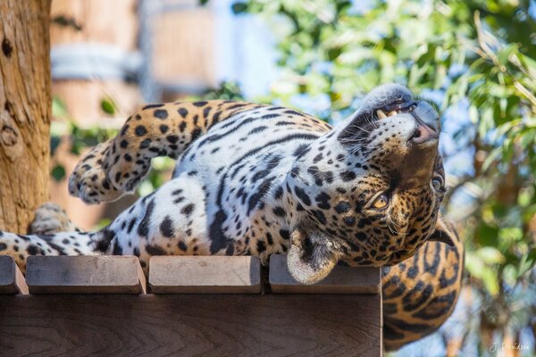 Jaguar na Parku naszol wolną ławkę postanowił odpocząć