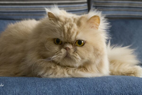 Gato persa de ojos rojos