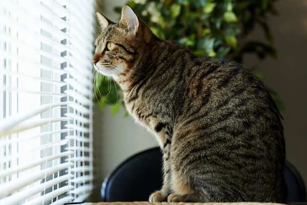 Striped cat looks through the blinds