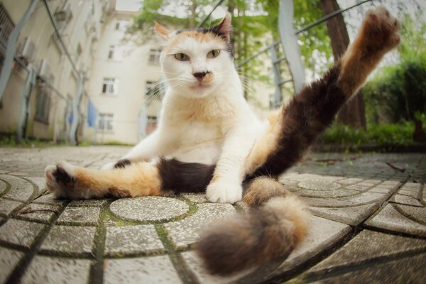 Gato ángulo de abajo hacia arriba en el asfalto