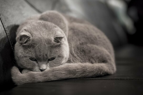 A grey British cat is lying on the sofa
