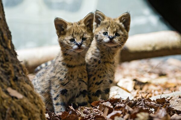 Deux chatons Serval en feuilles