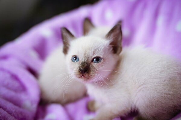 Blanc beaux hommes avec des yeux bleus