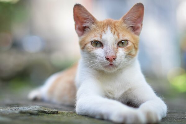 Eine weißrote Katze posiert mit einem hochmütigen Blick