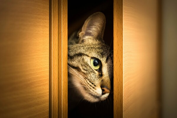 Кошачья морда выглядывает из-за двери шкафа