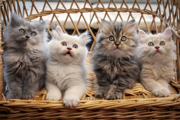 Four kittens on the background of a basket