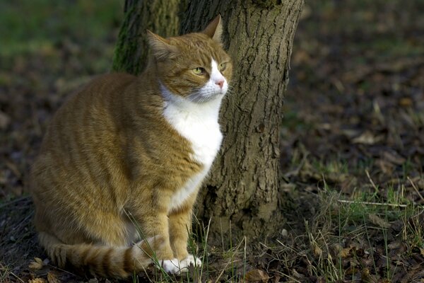 Gato en el fondo de la naturaleza