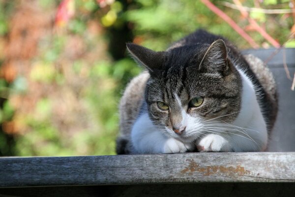 Chat sur fond d été