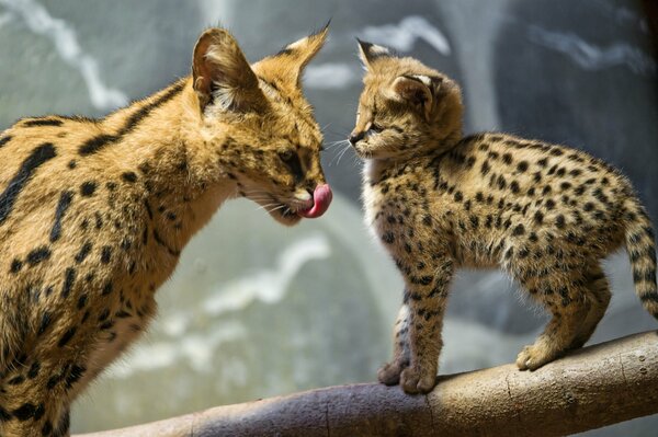 Mom and baby servals after hunting