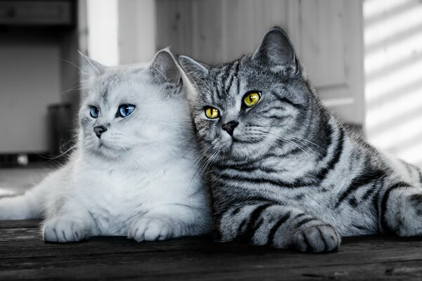 The look of a cat on a gray background