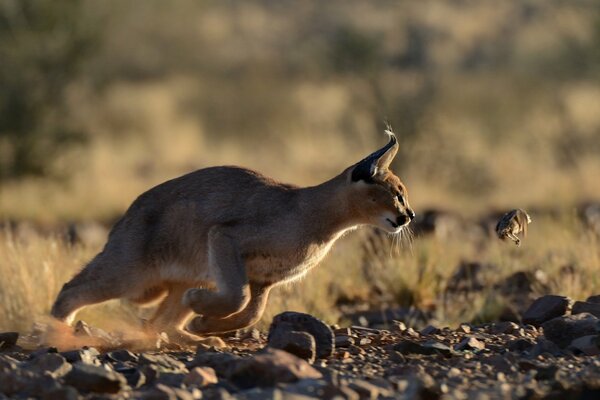 La lince della steppa caccia l uccello