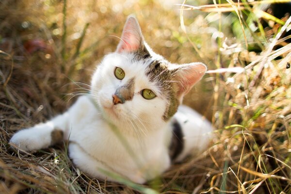 Weiße Katze mit Flecken in der Natur