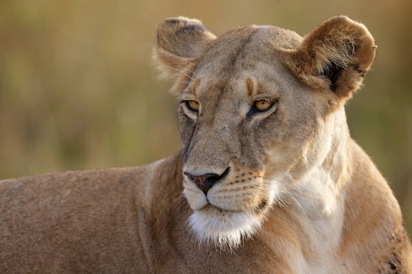 Leonessa selvaggia in vacanza da vicino. Fauna