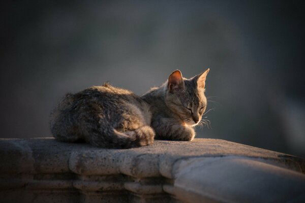 Hintergrund der schlafenden Katze, Blick