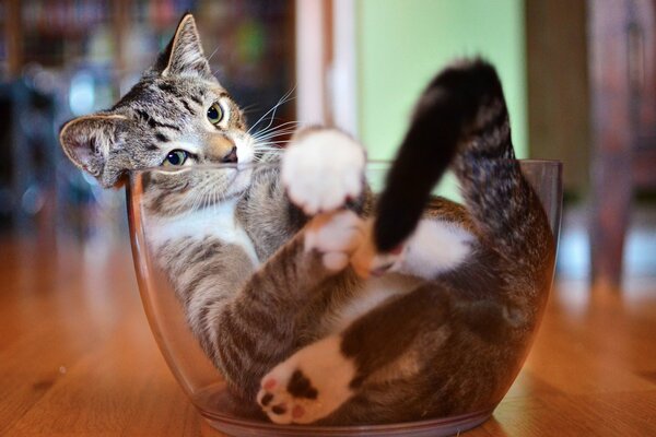 Chat, chat, chaton dans le bol