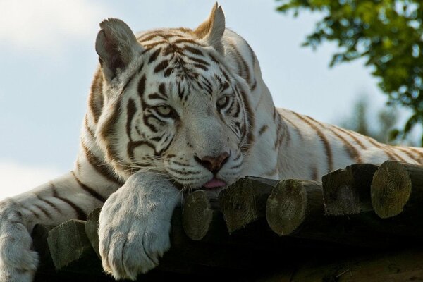 Der traurige Blick des weißen Tigers