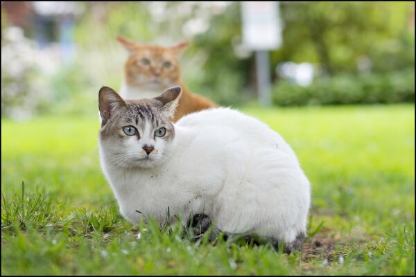 Red and white cat on a grass background