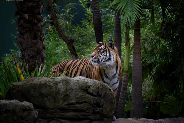 Die Schnauze eines Tigers im Dickicht des Zoos