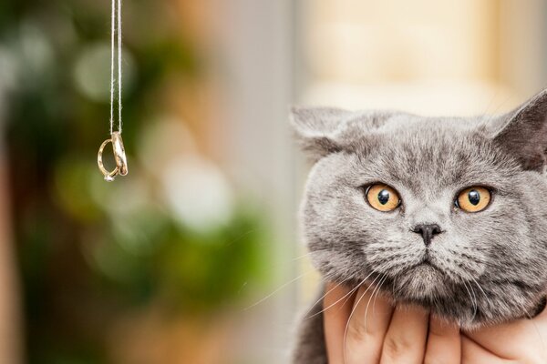 Katzenauge im Hintergrund