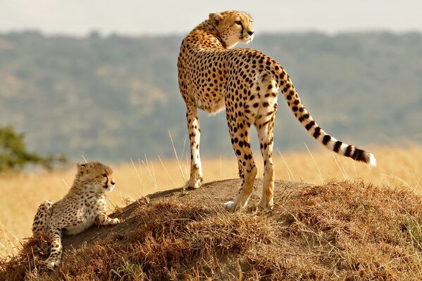 Gepard mit einem Jungen auf einem Hügel Hintergrund