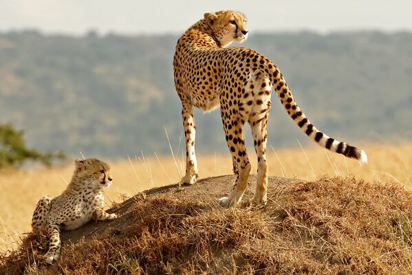 Cheetah with a cub on a hill background