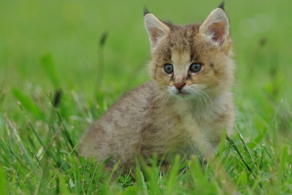 Petit Lynx assis dans l herbe