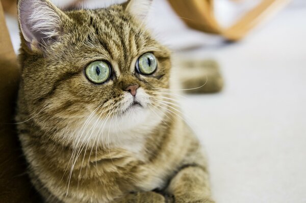 A short- haired cat with bulging eyes