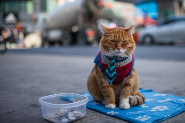Sad ginger cat begs for change on the street