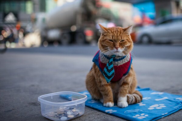 Gato pelirrojo triste pide una pequeña cosa en la calle