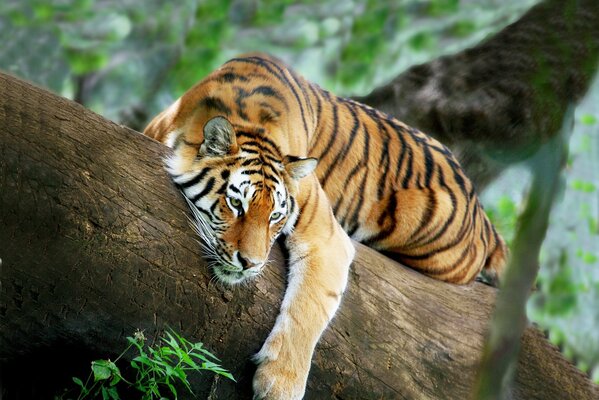 Tigre che riposa su un albero penzoloni la testa